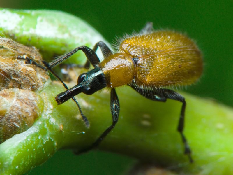 Lasiorhynchites (Stenorhynchites) coeruleocephalus (Shaller, 1783)